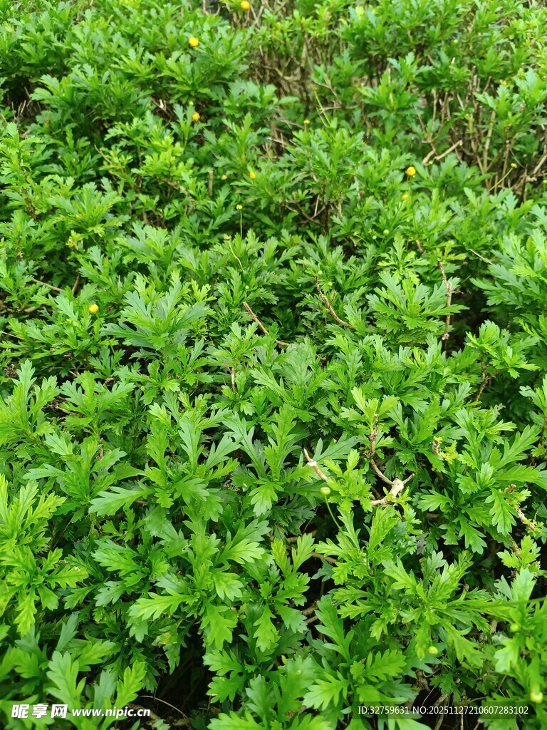 翠绿繁茂的低矮植物景观