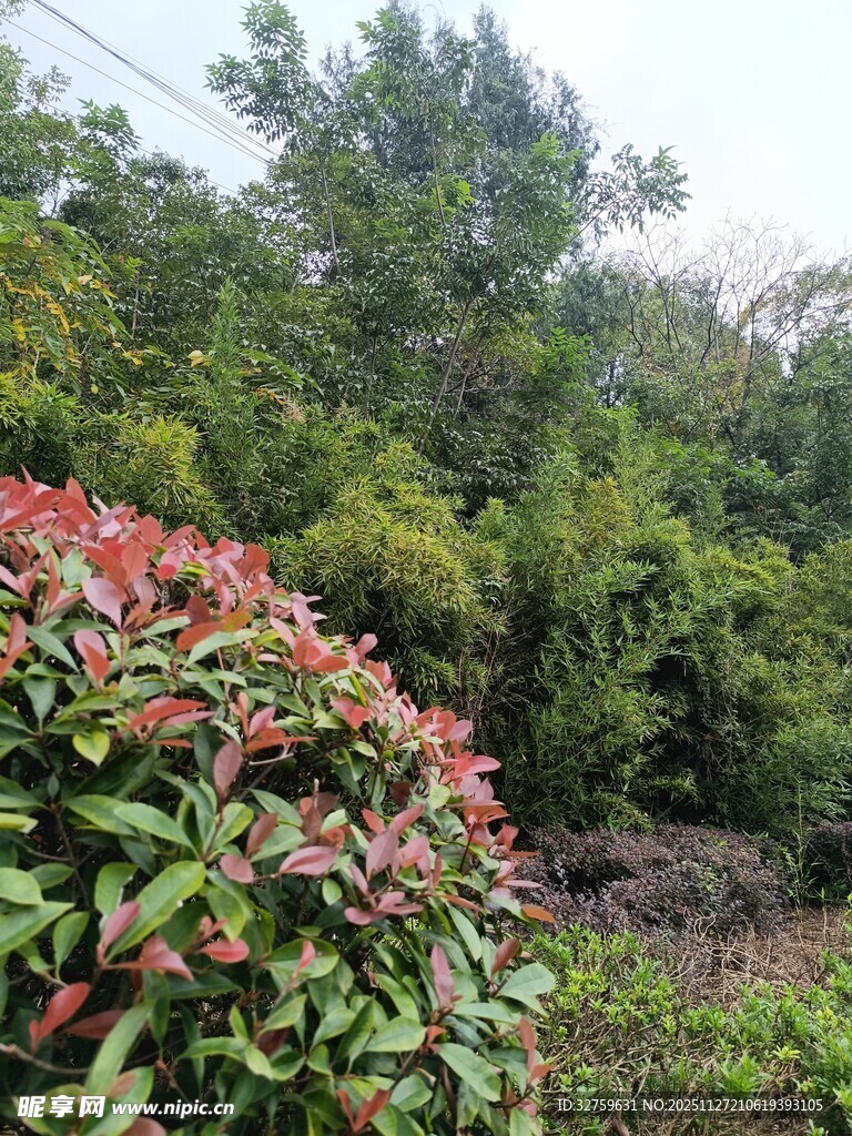 绿叶红边植物景观