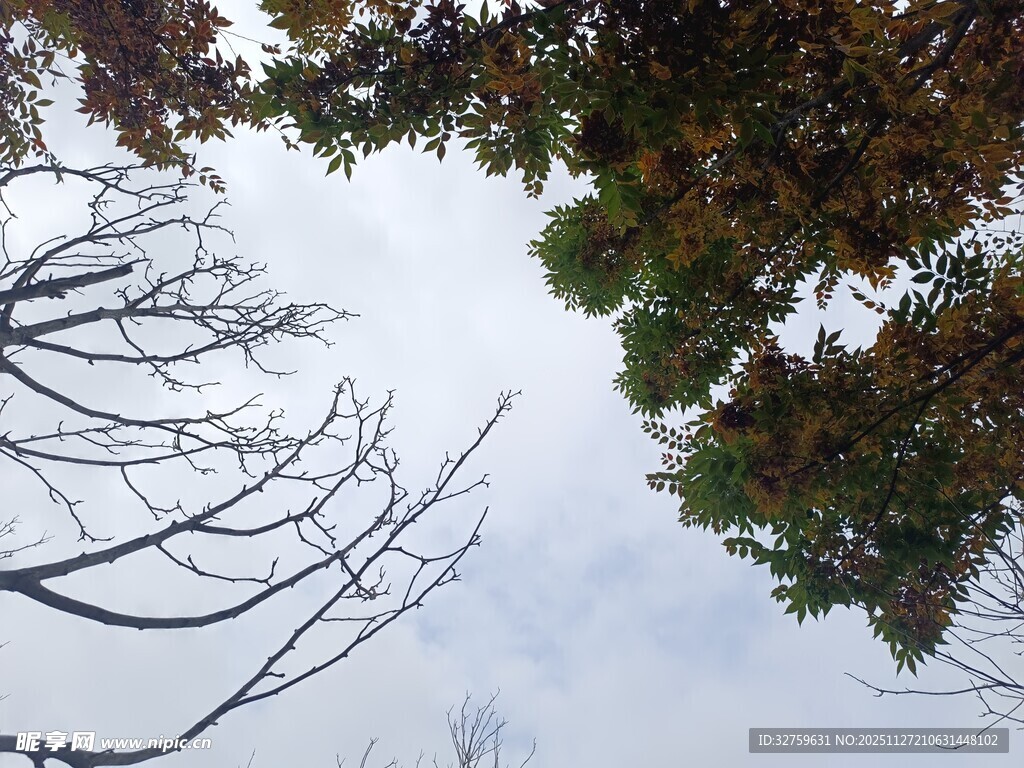 冬日枯树与繁茂枝叶对比