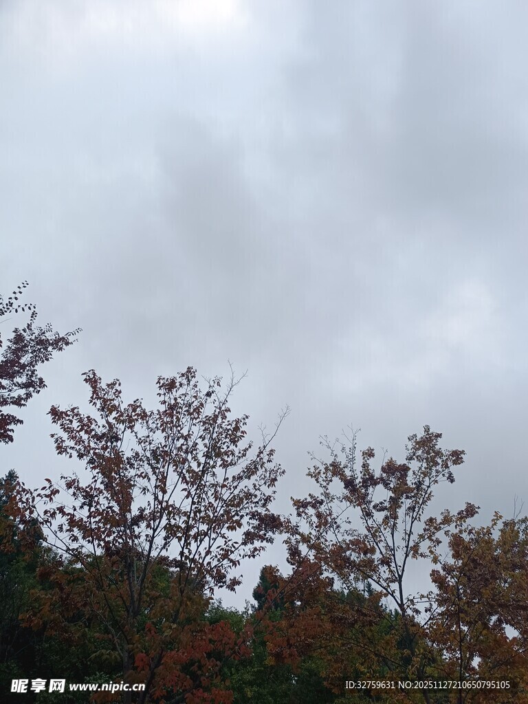 阴天下的多彩树梢