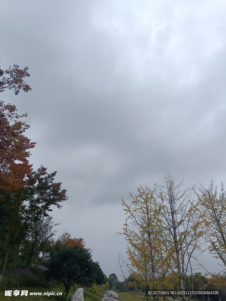 秋日多云下的树木风景