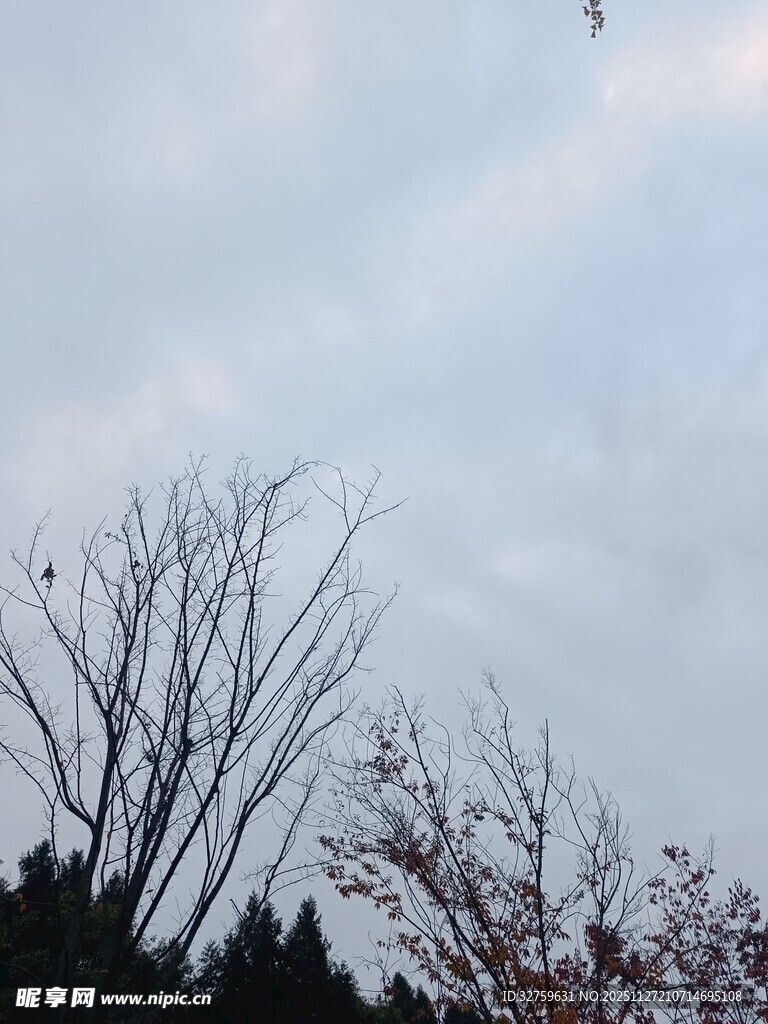 冬日树梢与朦胧天空