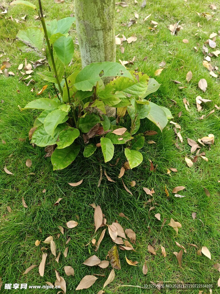 树下绿植与散落枯叶