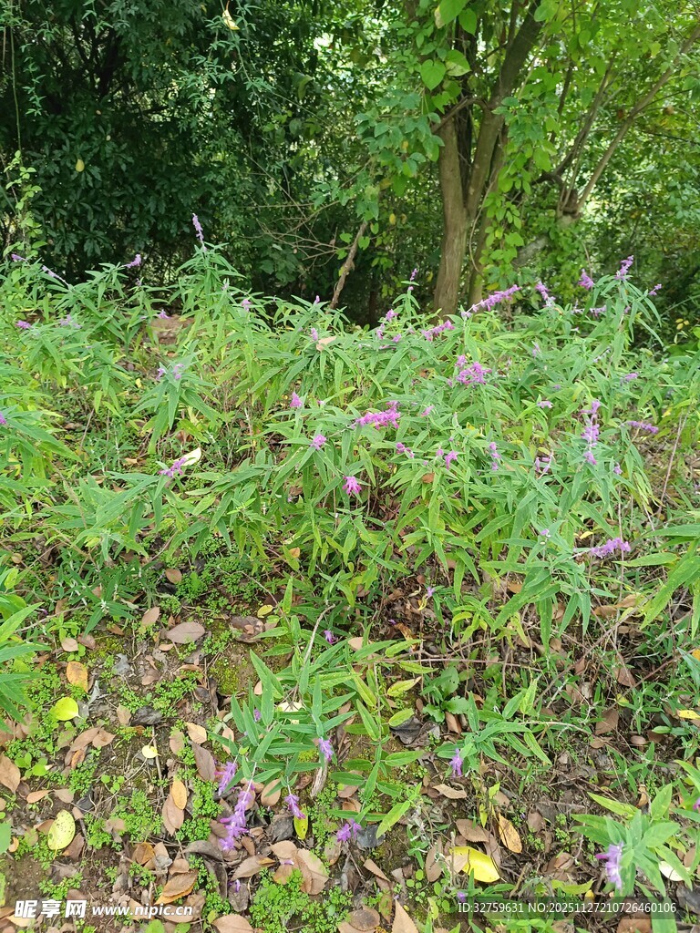 繁茂林间花草景观