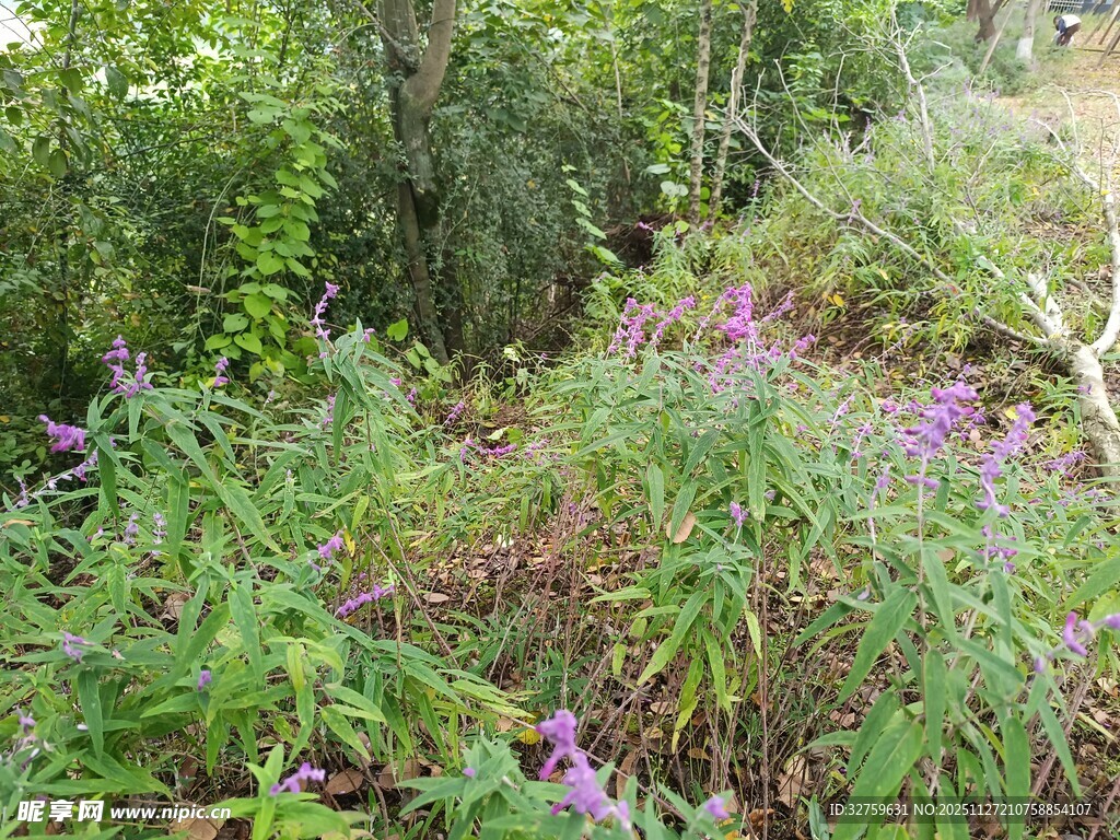 野外繁茂的花草植被