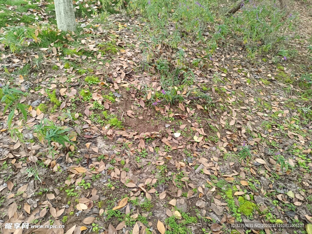 地面落叶与新生小草景象