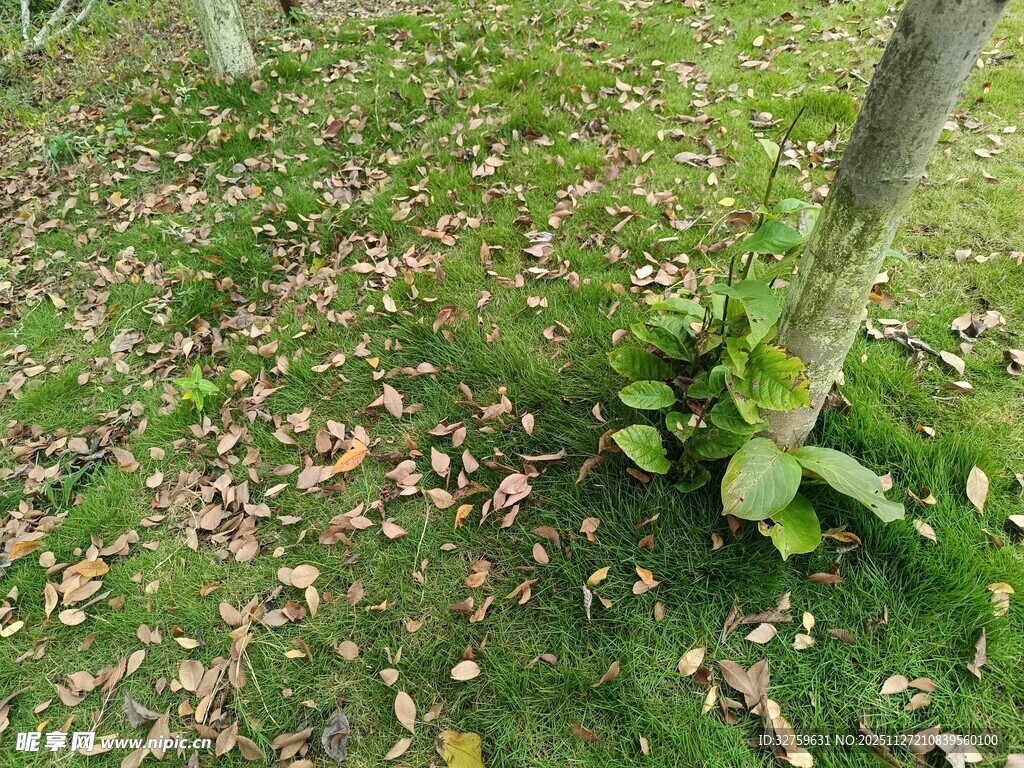 树下草地与落叶景象
