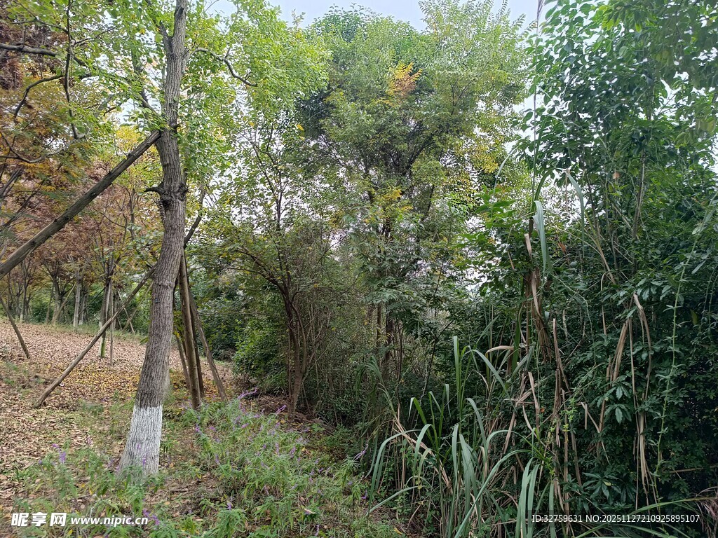 林间草木繁茂的自然景致