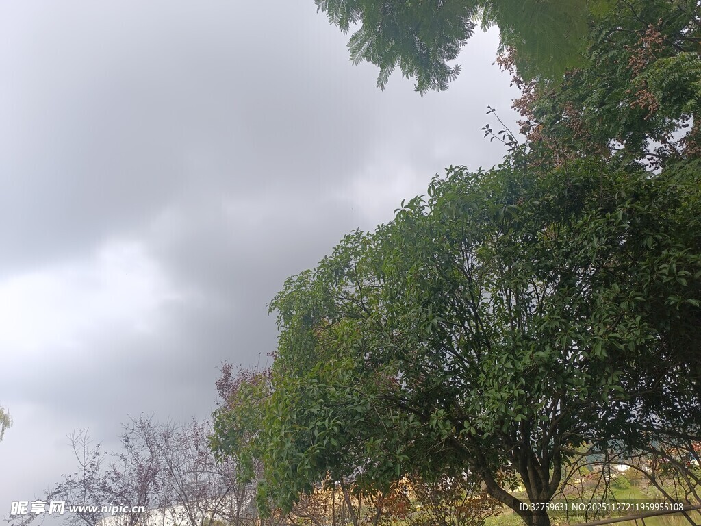 阴天中的绿树景致