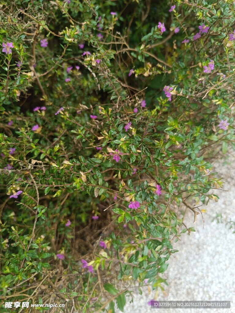 路边繁茂的紫色小花丛