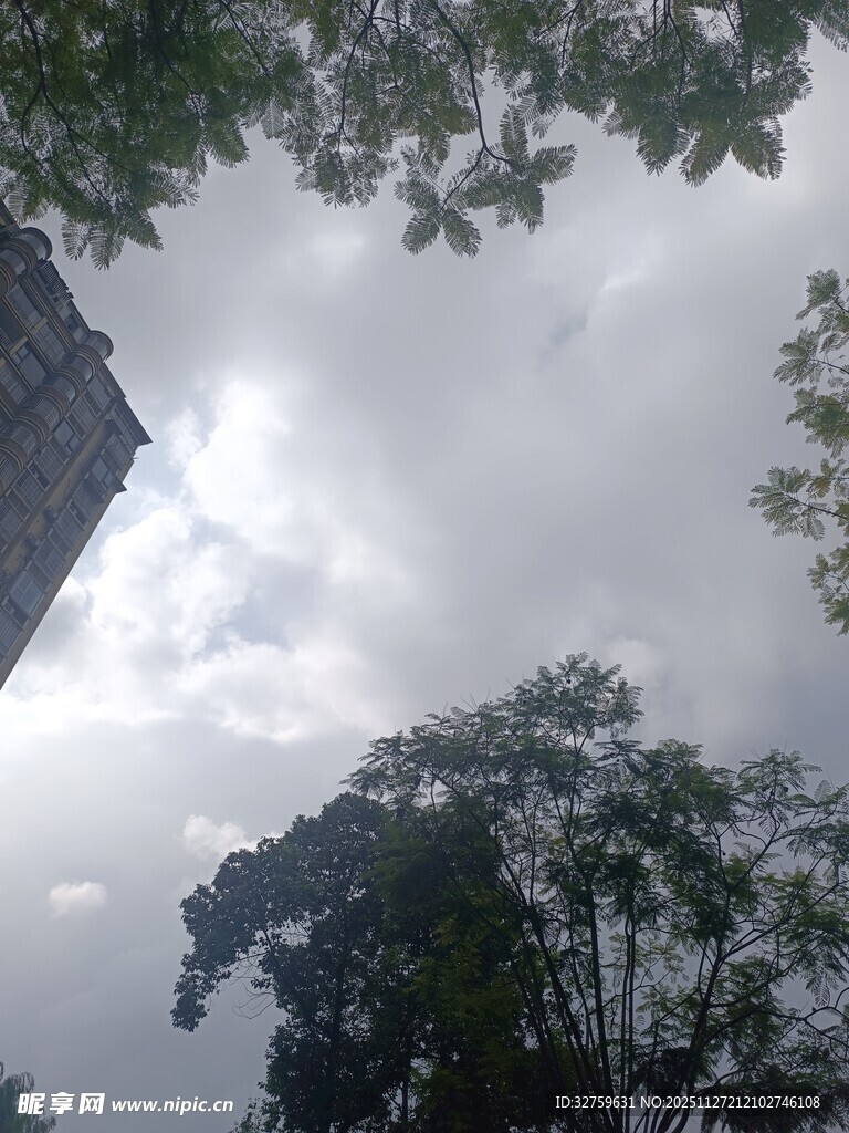 阴天时的树木与建筑物