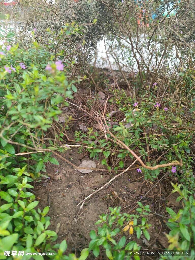 杂草丛生的户外泥土地