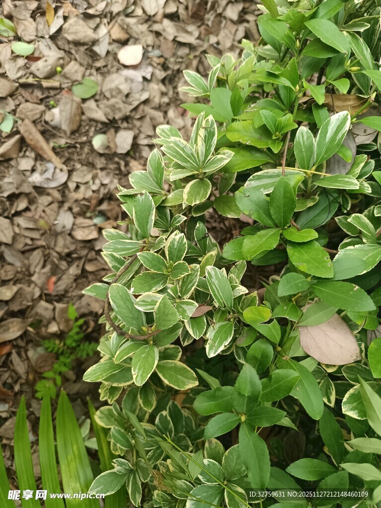 绿叶植物与碎石景观