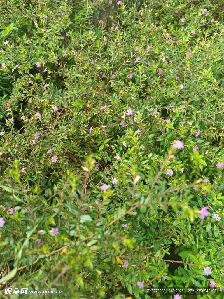 野外繁茂的花草植物