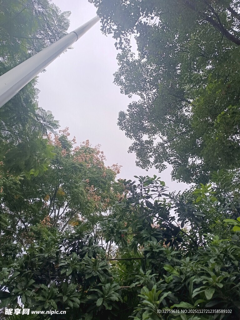 仰视林间高耸的白色物体