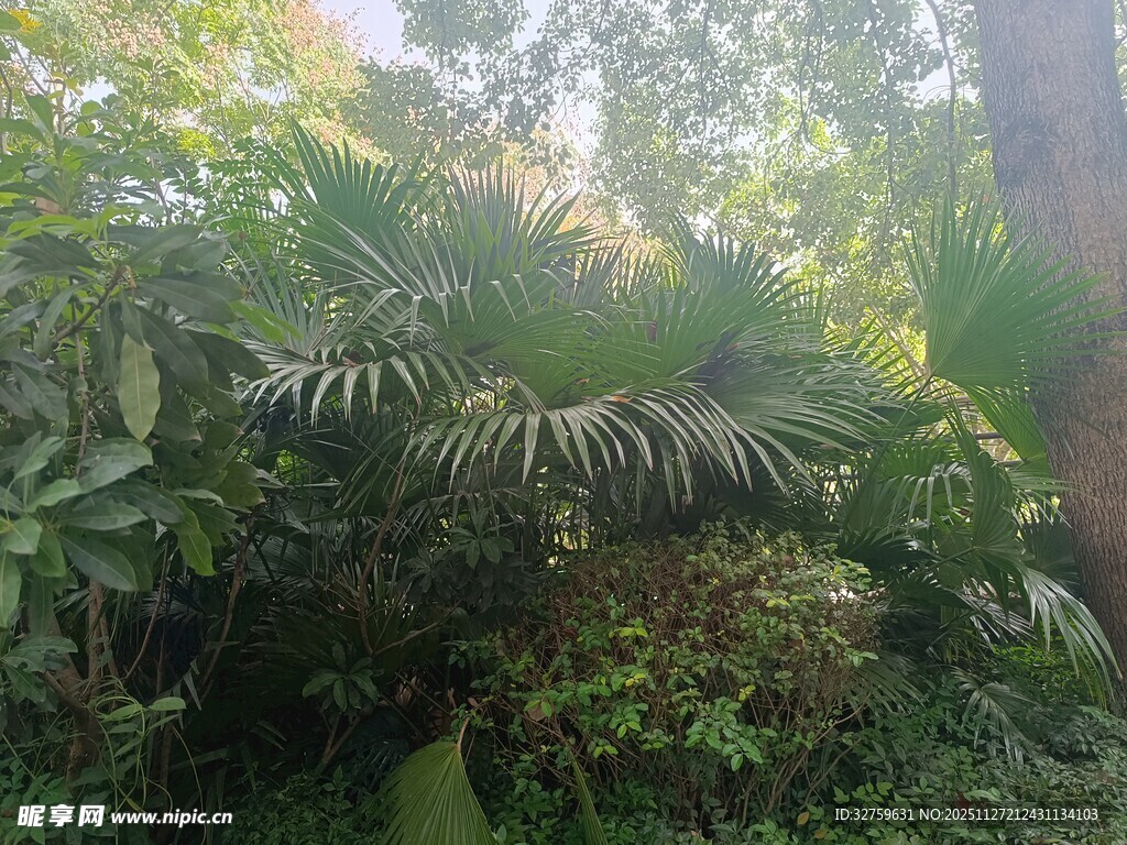 繁茂绿植的自然景致