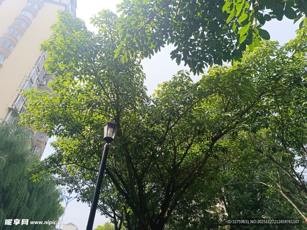 绿叶繁茂的树木