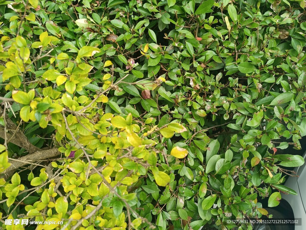 翠绿繁茂的植物枝叶