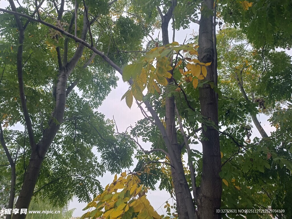 林间繁茂树木与斑驳光影