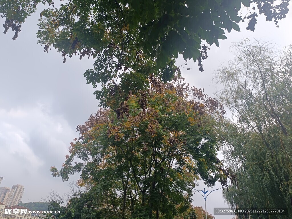 枝叶繁茂的树木