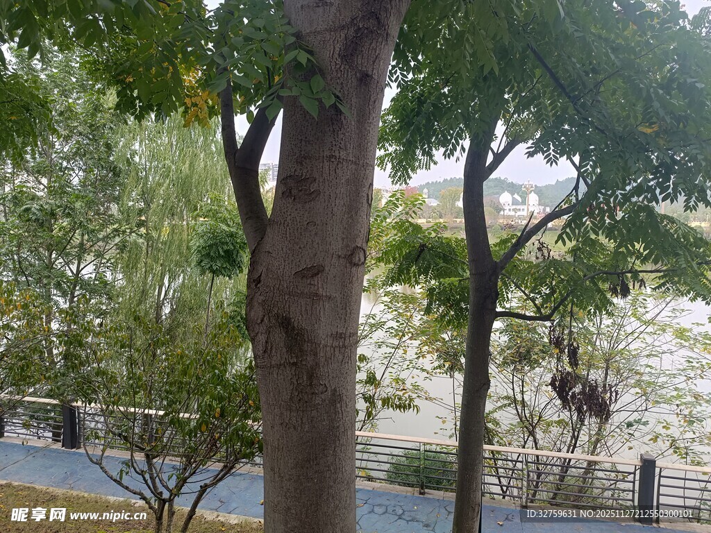 公园内的树木与休闲场景