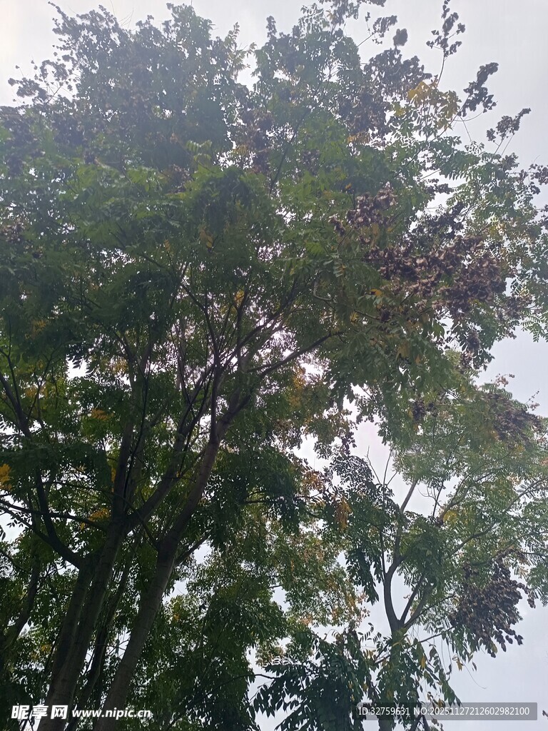 繁茂绿树展现自然生机