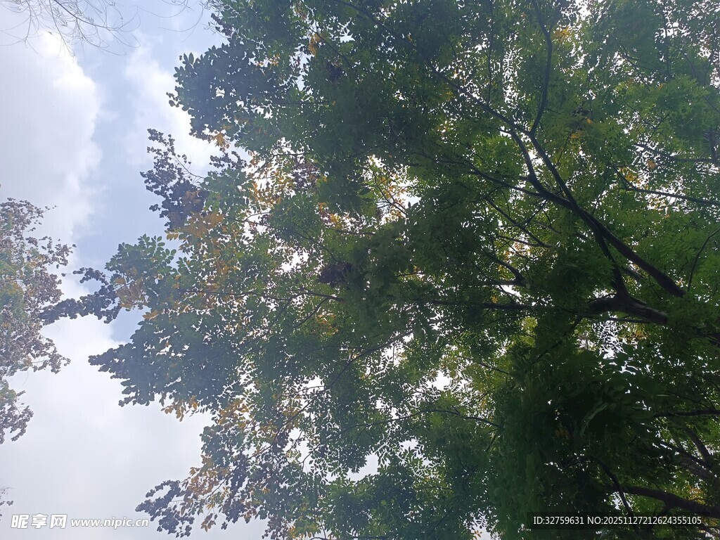 仰视繁茂绿树与蓝天