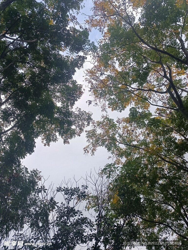 仰视茂密树林树冠