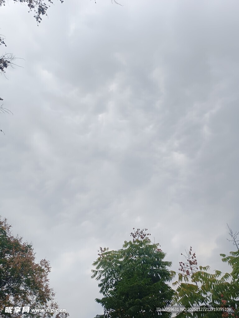 阴天的树梢景象