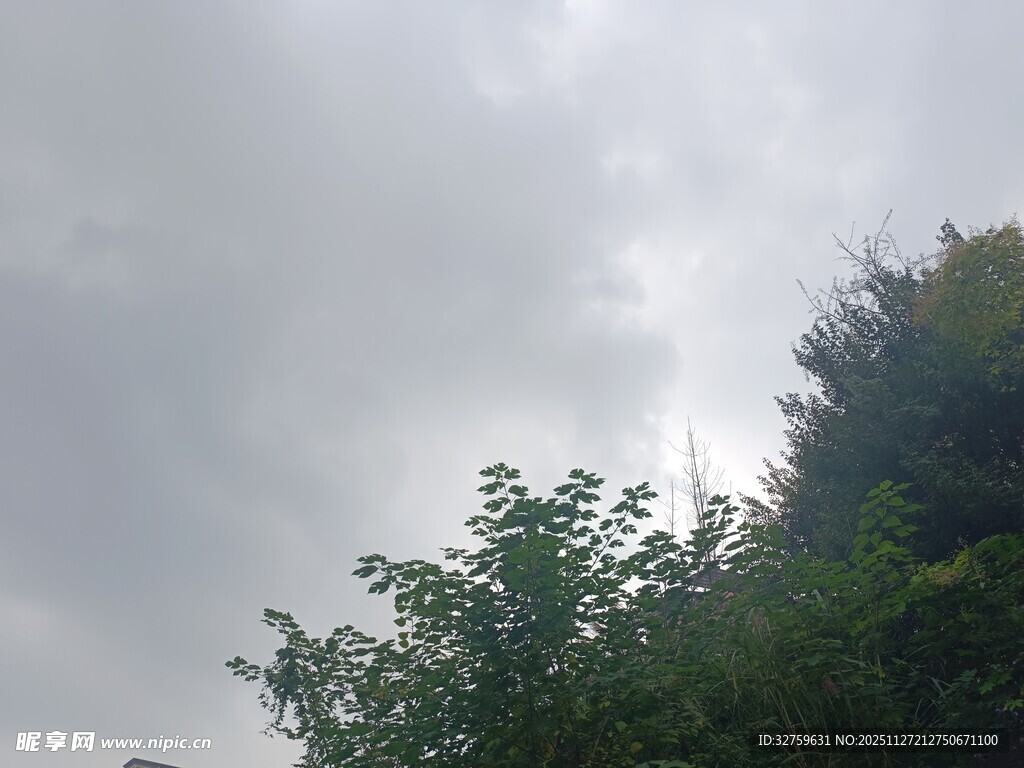 阴天中的绿树梢头