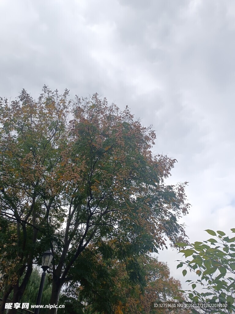 秋日树林树梢景致