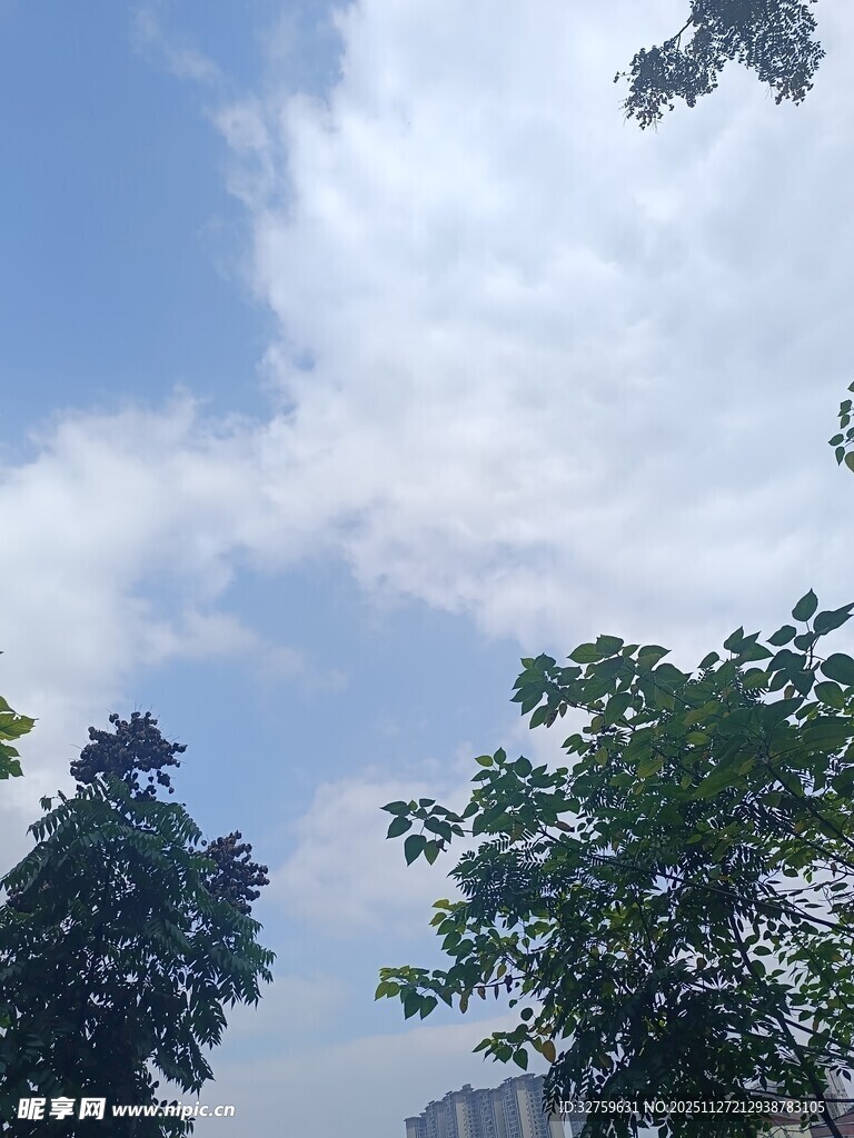 蓝天白云下的绿树景致