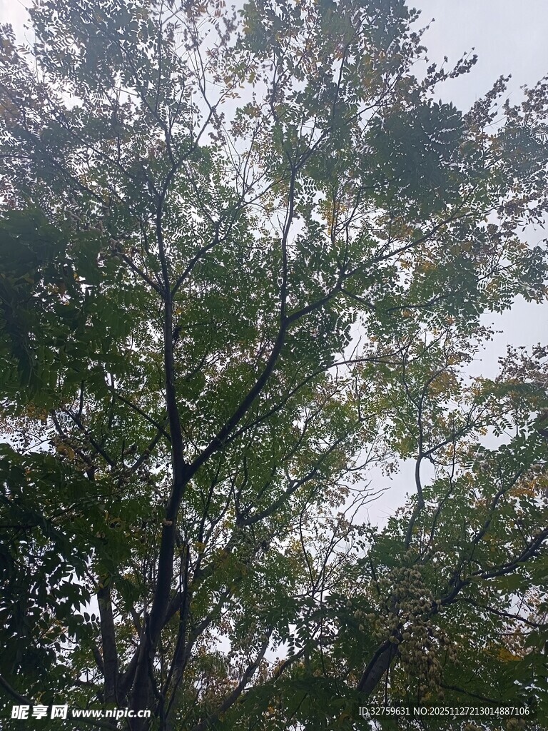 仰视茂密枝叶的翠绿树木