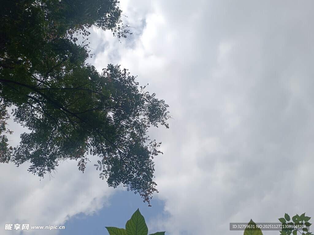 仰视天空中的枝叶