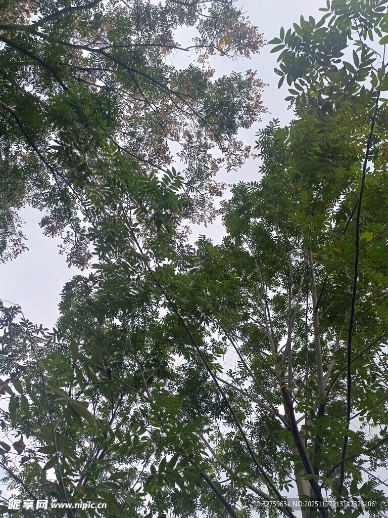 仰视茂密树林树冠