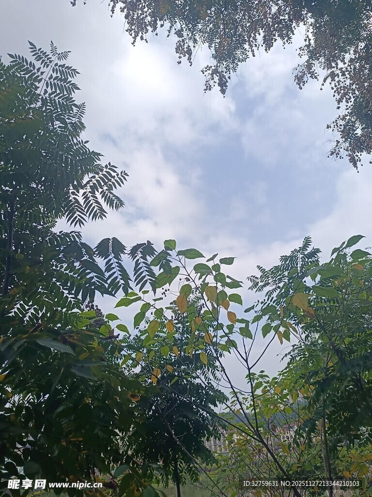 林间天空 
