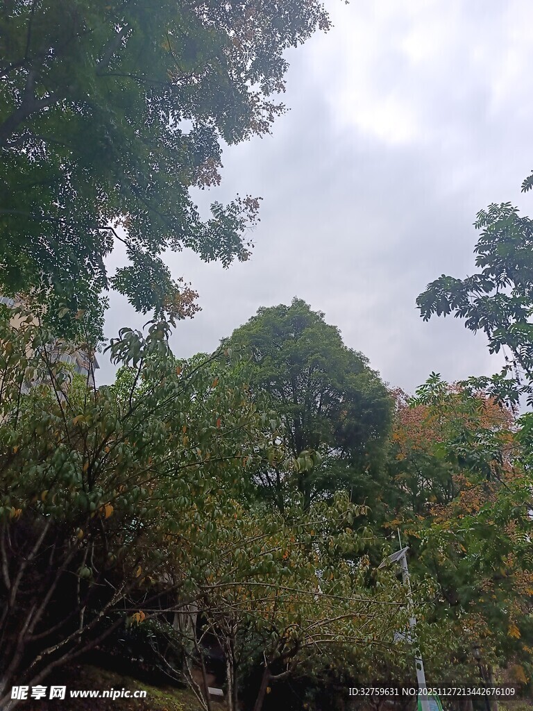 山林间的繁茂树木景观