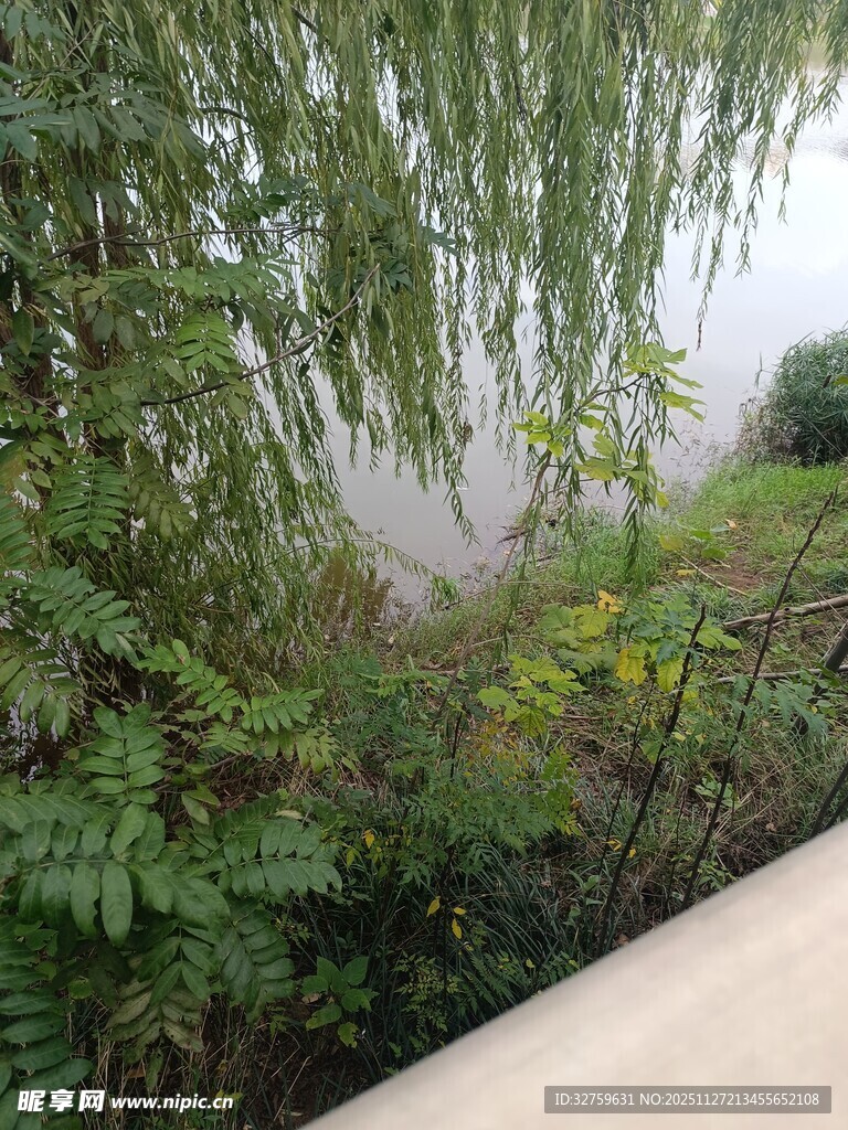 河畔垂柳绿植景致