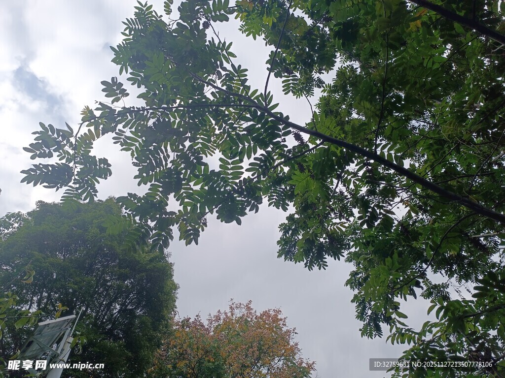 仰视繁茂绿树与天空