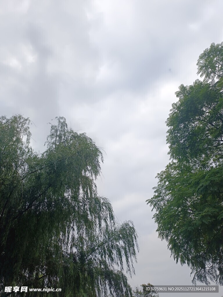 天空下的葱郁树木