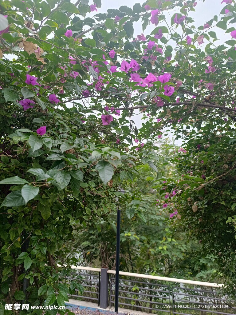 繁花绿叶间的自然景致