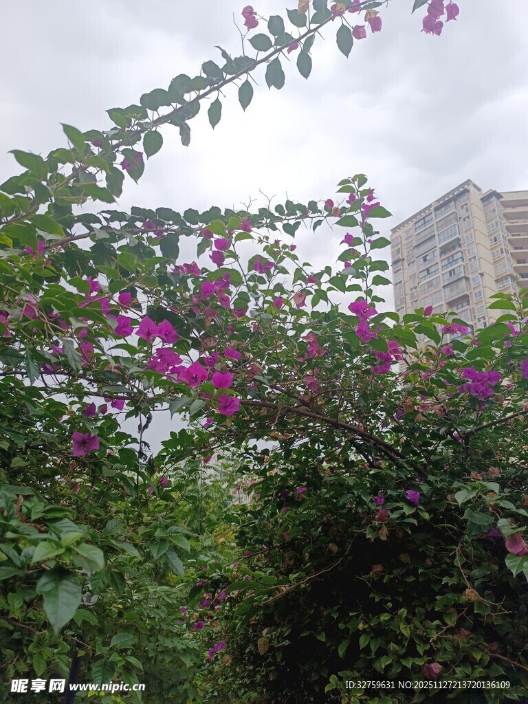 繁花绿叶间的城市景致