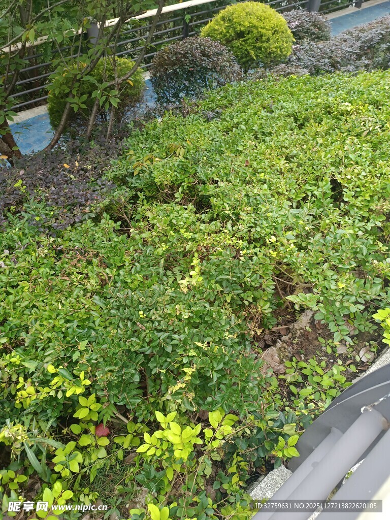 绿意盎然的庭院植物景观