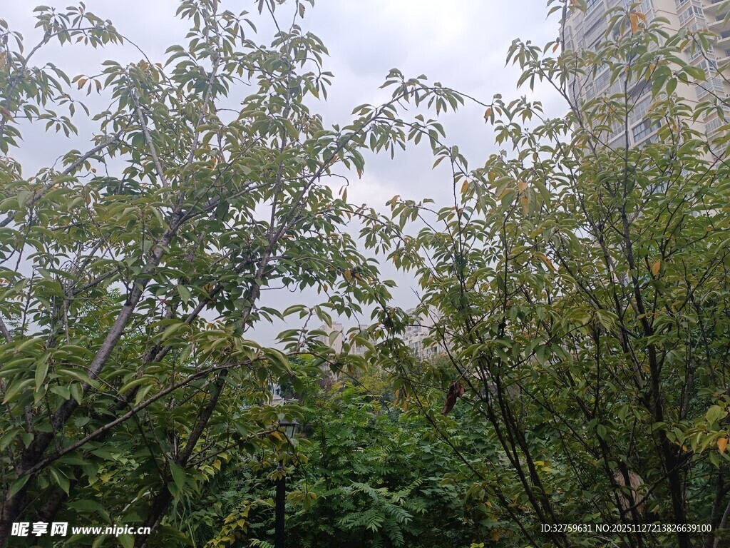 茂密树林中的繁茂枝叶