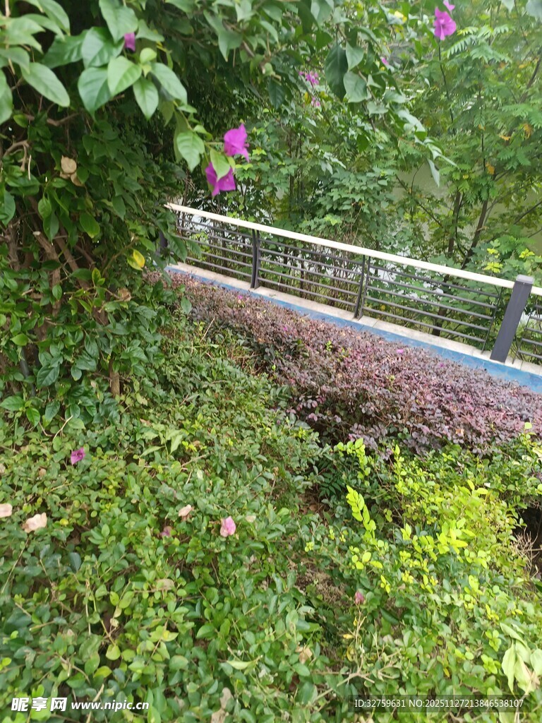 林间步道隐于繁茂绿植间