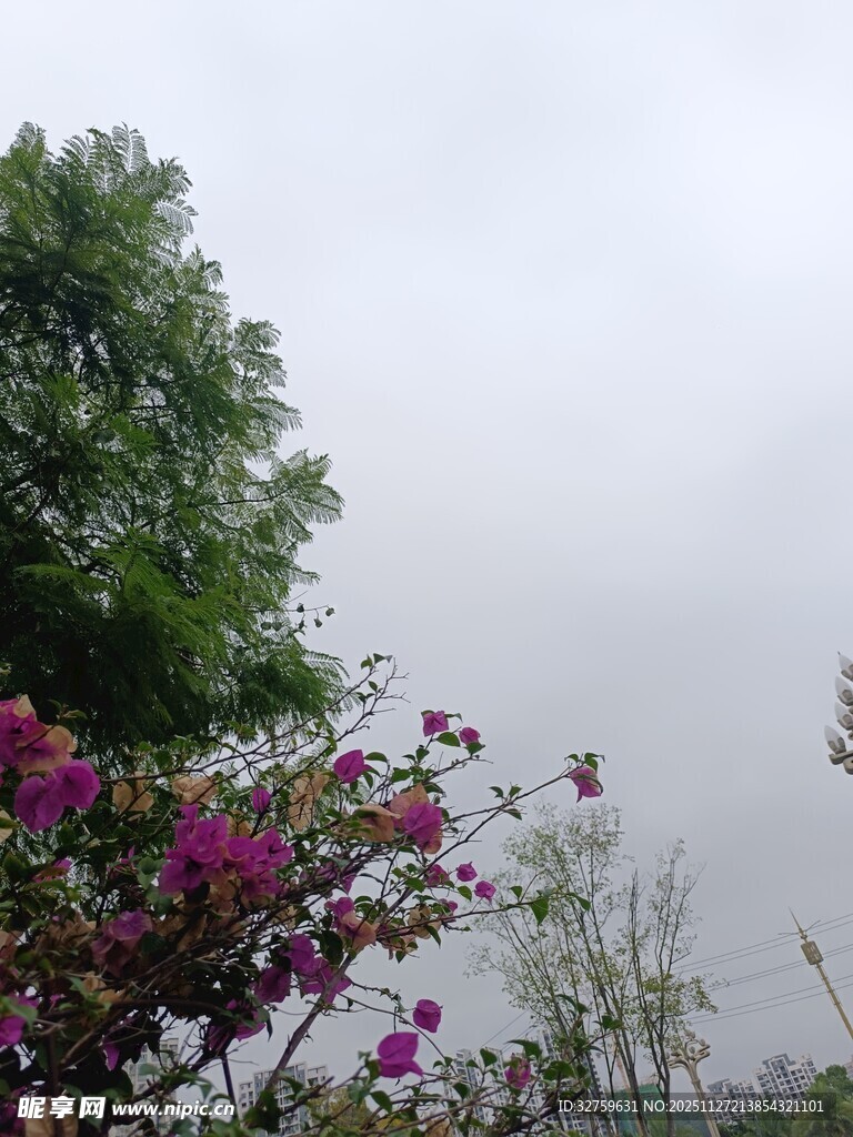 雨中绽放的繁花与绿树