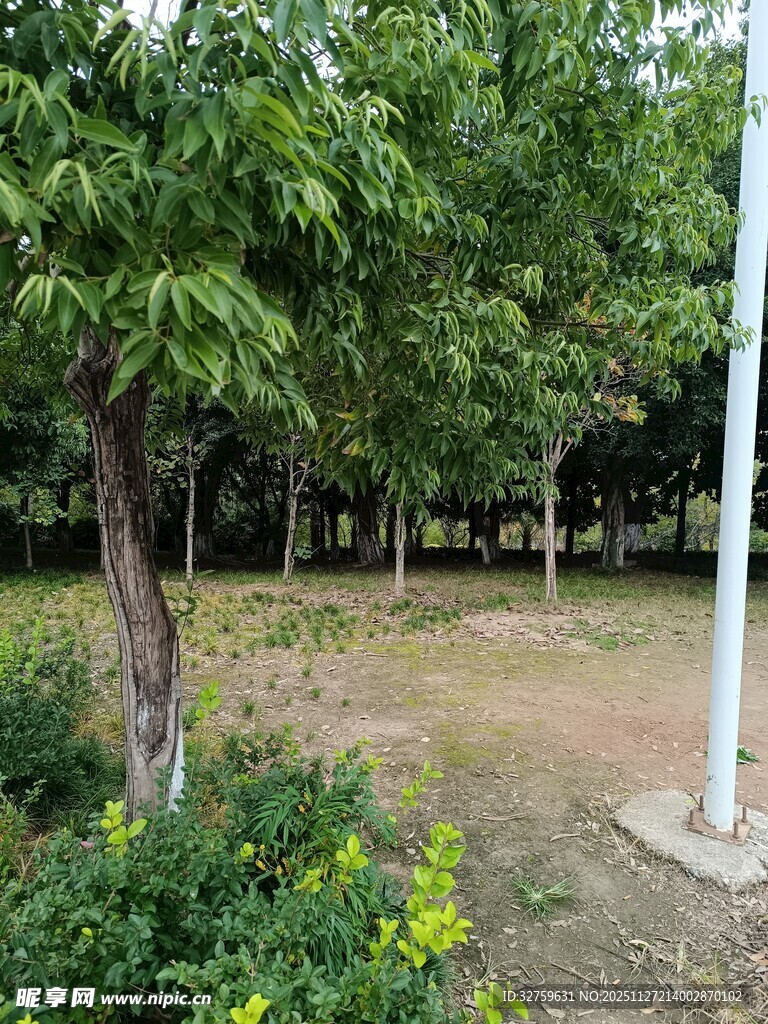 绿树成荫的户外园林景观