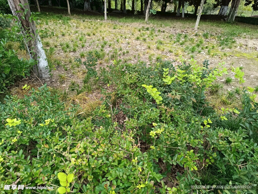 林间繁茂绿植景观
