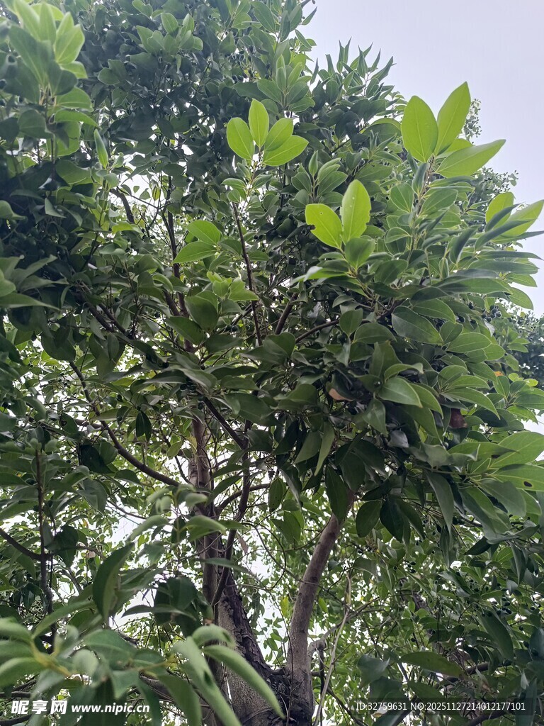 绿叶繁茂的高大树木