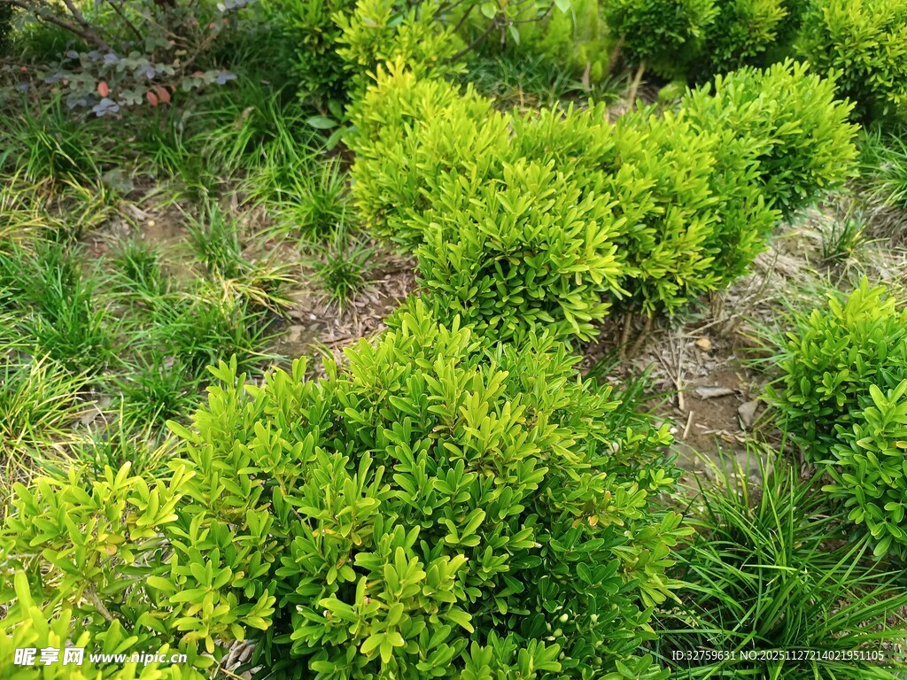 翠绿灌木丛景观